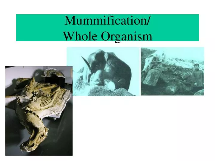 mummification whole organism