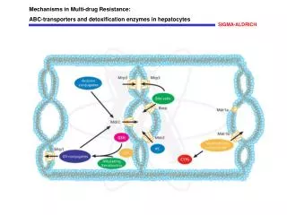Mechanisms in Multi-drug Resistance: ABC-transporters and detoxification enzymes in hepatocytes