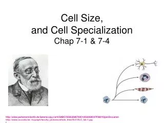 Cell Size, and Cell Specialization Chap 7-1 &amp; 7-4