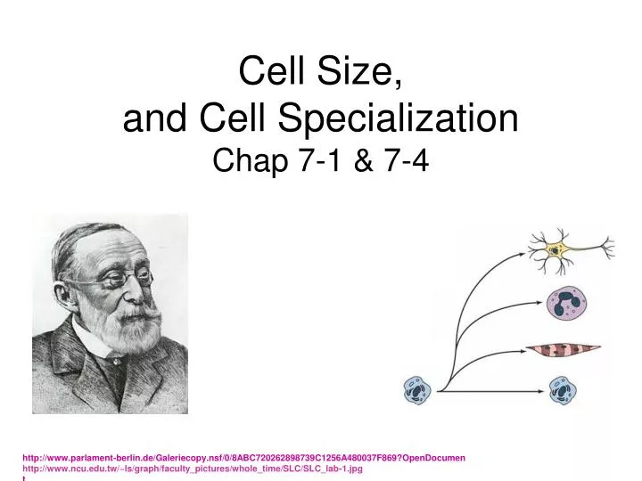 cell size and cell specialization chap 7 1 7 4