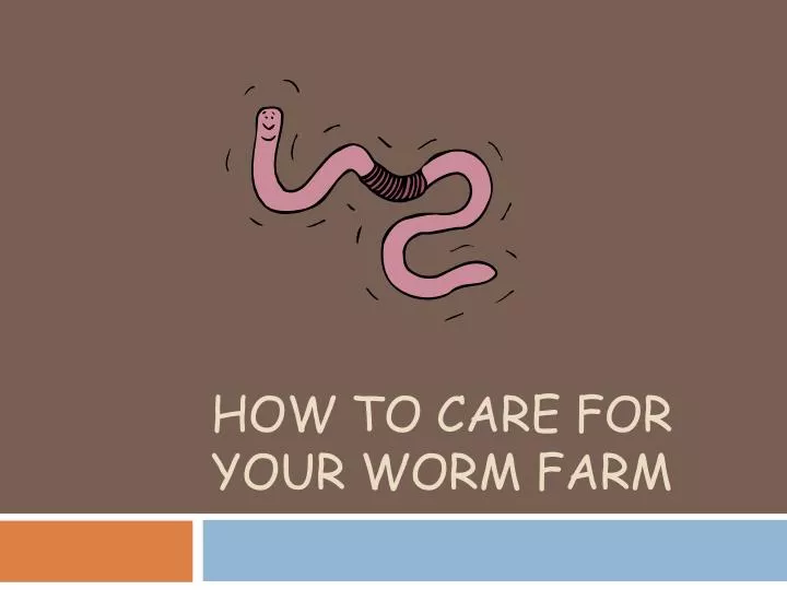 how to care for your worm farm