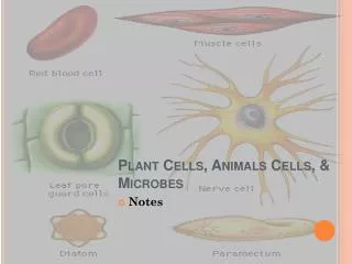 Plant Cells, Animals Cells, &amp; Microbes