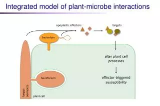 bacterium