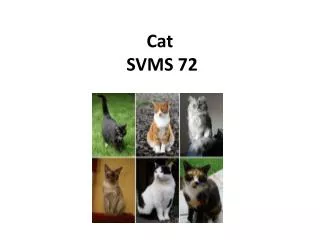 Cat SVMS 72