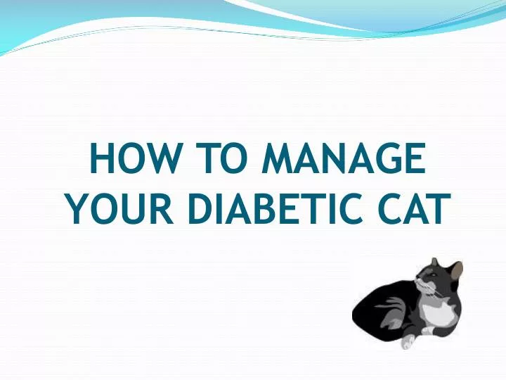 how to manage your diabetic cat