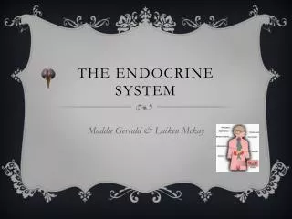 the endocrine system