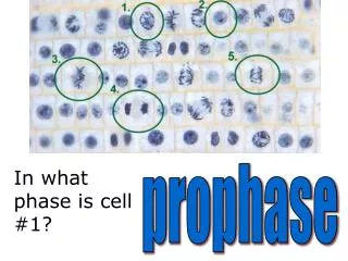 In what phase is cell #1?