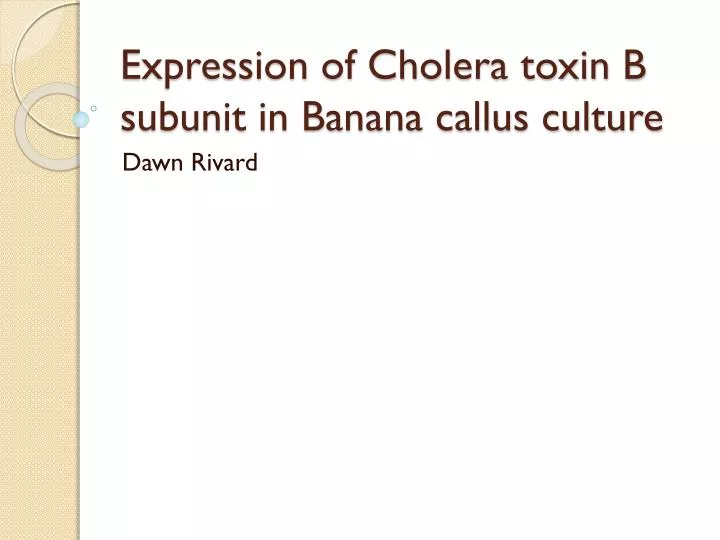 expression of cholera toxin b subunit in banana callus culture