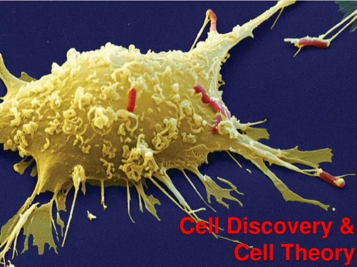 cell discovery cell theory