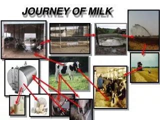 JOURNEY OF MILK