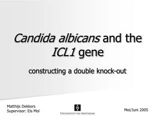 Candida albicans and the ICL1 gene