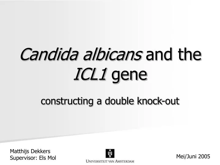 candida albicans and the icl1 gene