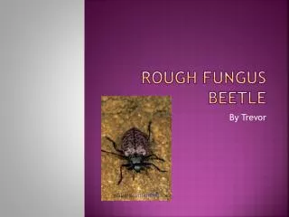 Rough fungus beetle