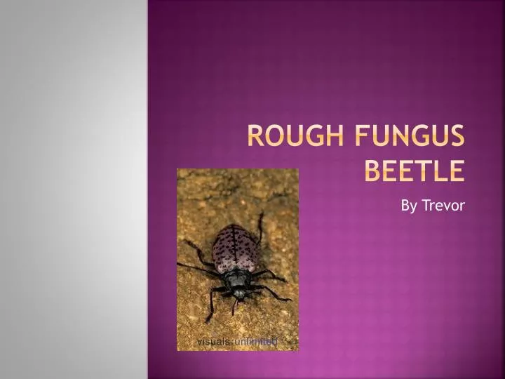 rough fungus beetle