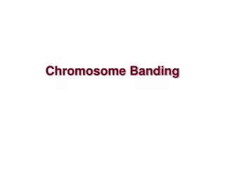 Chro mosome Banding