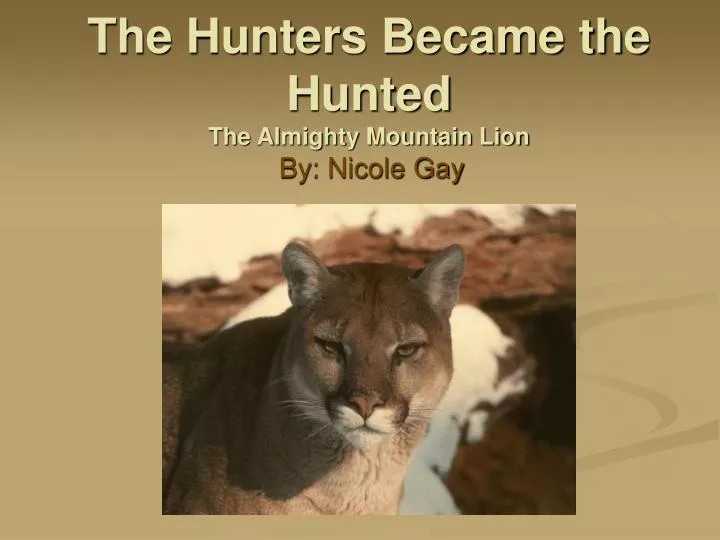 the hunters became the hunted the almighty mountain lion