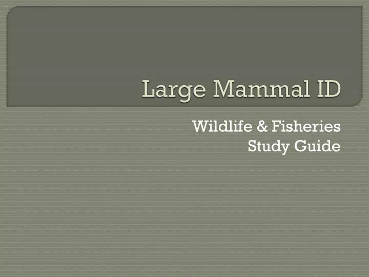 large mammal id