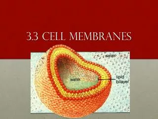 3.3 cell membranes