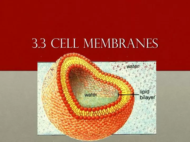 3 3 cell membranes