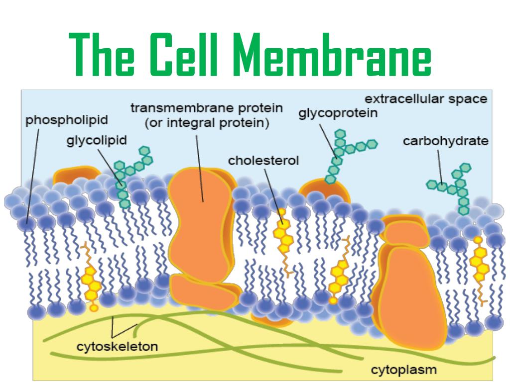 PPT - The Cell Membrane PowerPoint Presentation, free download - ID:2687385