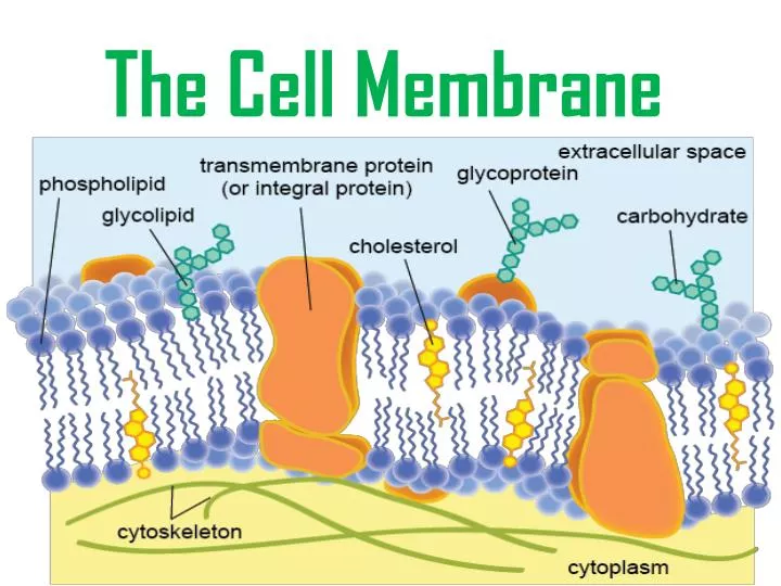 the cell membrane