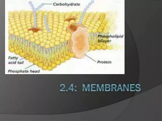 2.4: Membranes
