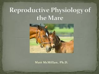 Reproductive Physiology of the Mare