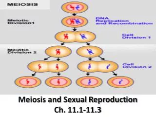 Meiosis and Sexual Reproduction Ch. 11.1-11.3