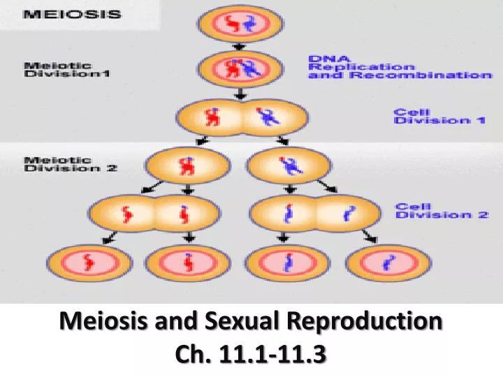 meiosis and sexual reproduction ch 11 1 11 3