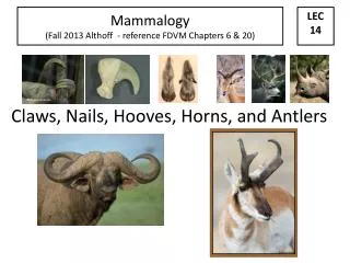 Claws, Nails, Hooves, Horns, and Antlers