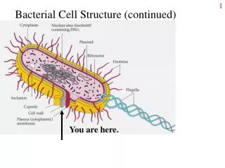 Bacterial Cell Structure (continued)