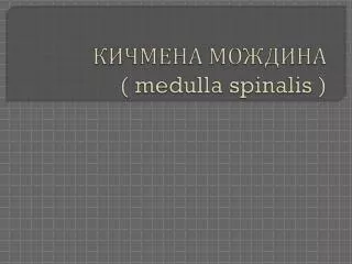 medulla spinalis