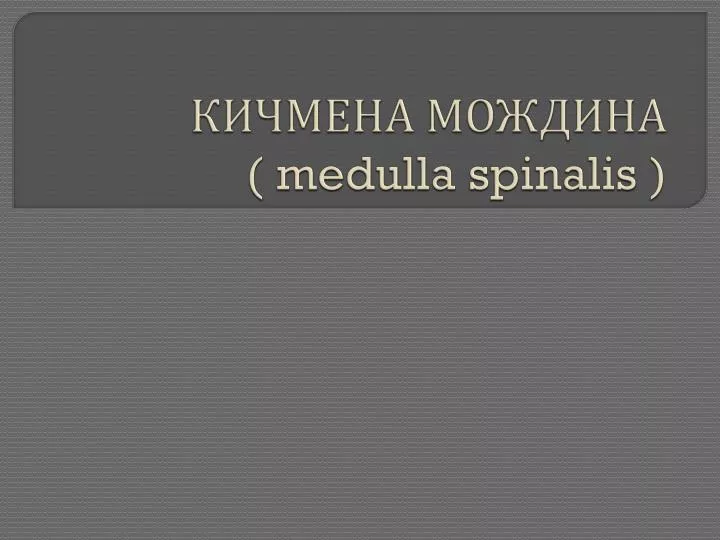 medulla spinalis