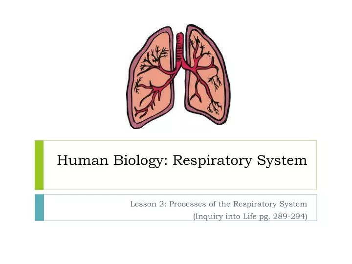 human biology respiratory system