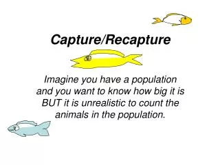 capture recapture
