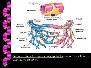 Arteries, arterioles, precapillary sphincter -smooth muscle cells Capillaries -pericytes