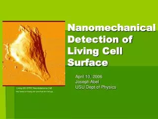 Nanomechanical Detection of Living Cell Surface