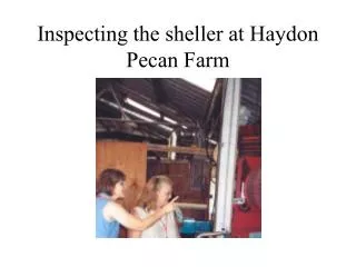 Inspecting the sheller at Haydon Pecan Farm