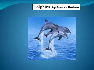 Dolphins by B rooke Barlow