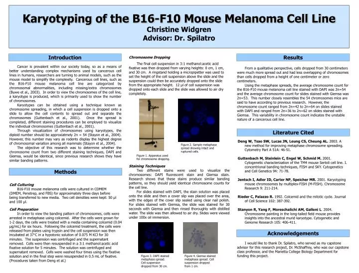 karyotyping of the b16 f10 mouse melanoma cell line christine widgren advisor dr spilatro