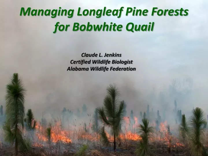 managing longleaf pine forests for bobwhite quail