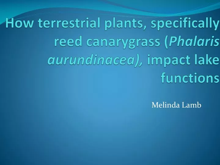 how terrestrial plants specifically reed canarygrass phalaris aurundinacea impact lake functions
