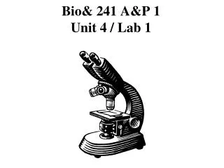Bio&amp; 241 A&amp;P 1 Unit 4 / Lab 1