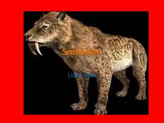 Smilodon