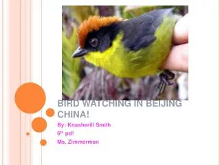 BIRD WATCHING IN BEIJING CHINA!