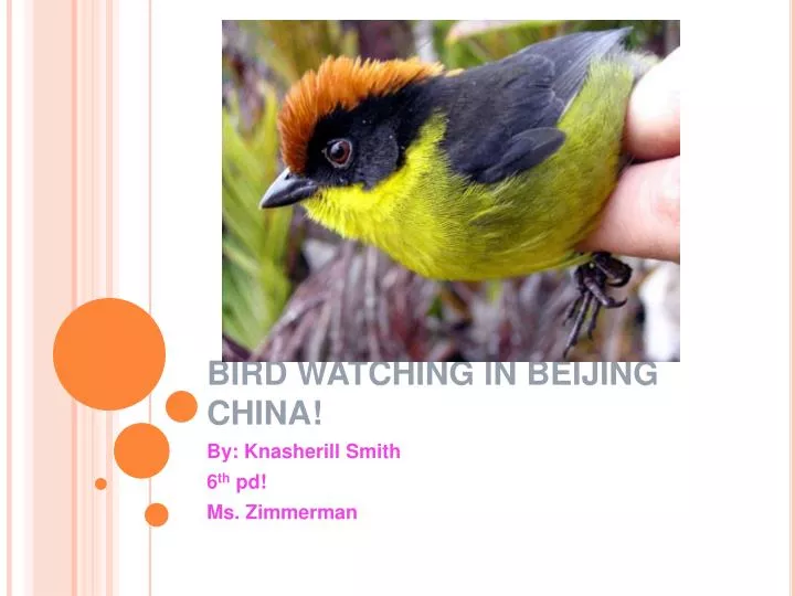 bird watching in beijing china