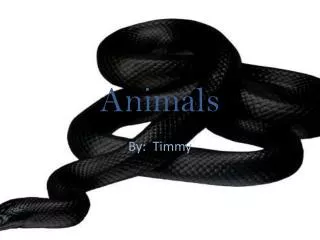 animals