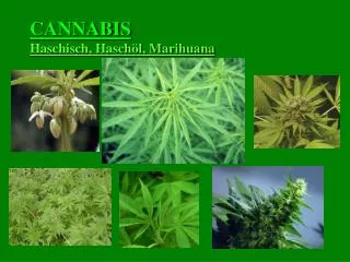 cannabis haschisch hasch l marihuana