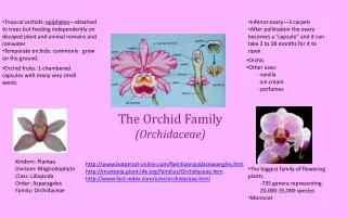 The Orchid Family (Orchidaceae)