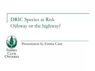 DRIC Species at Risk Ojibway or the highway?